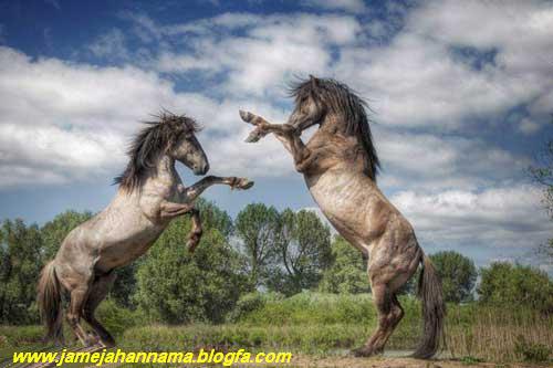 منظره‌ای به زیبایی یک تابلوی نقاشی اما کاملا واقعی از نبرد دو اسب نر جوان در پارک ملی لوونشتاین در هلند. این دو اسب از گونه کونیکس بوده که نوعی اسب کوتاه قامت نادر است.