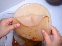 تهیه کومبوچا با قارچ خشک - اولین وبلاگ تخصصی در مورد قارچ اسرار آمیز کومبوچا
