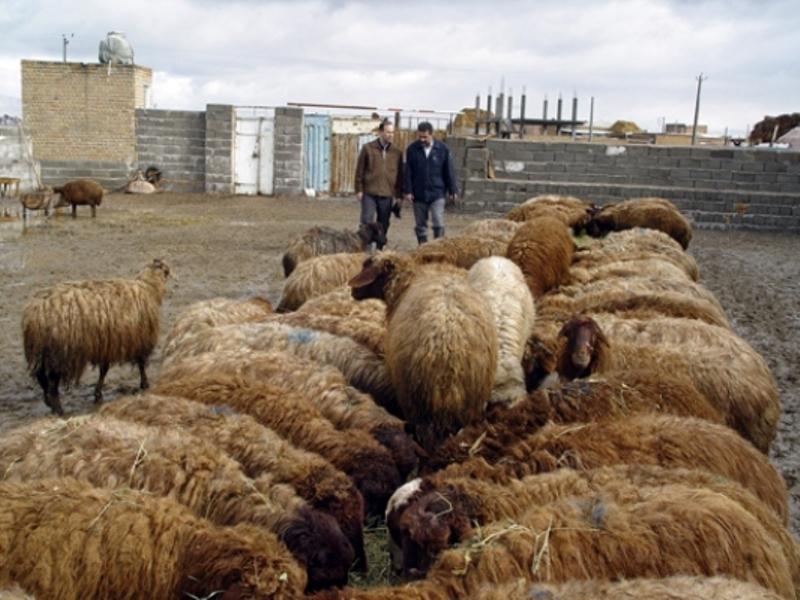 ریشیه رسم منصوب گوسفندها در پست و مقام های بلای دولتی