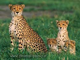 Iranan Cheetah