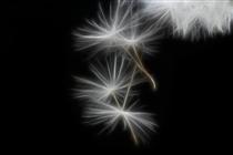 قاصدک شاهد...