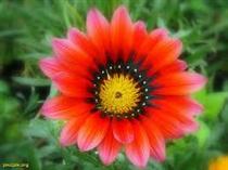 پارسي بلاگ و نوروز 91