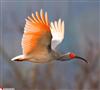 مرغ وحشي