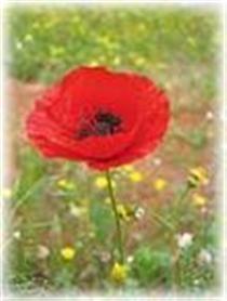 اندر حکايت عروسي قوم و خويش