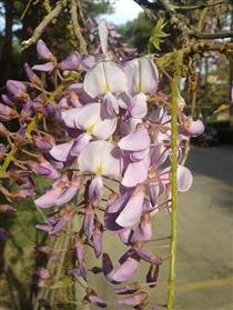 نماز جمعه ي واجب