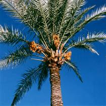 بغضمان ترکيد،پس فرياد مي کشيم