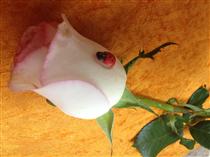 سخني باهمبلاگستاني هايِ جان سخني باهمبلاگستاني هايِ جان