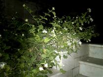 باغبان ِ مهرباني ها باغبان ِ مهرباني ها