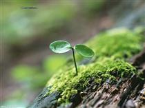 دلم جوانه زده .... دلم جوانه زده ....