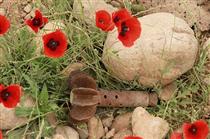 شهيدوار زيستن و شهيدوار رفتن