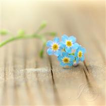 شايد خوشبختي يعني همين