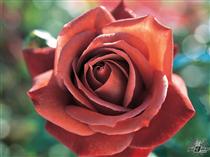 چقدر به تو مي آيد...