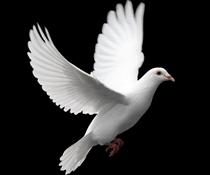 لبخند هاي صلح لبخند هاي صلح