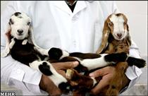 شنگول و منگول قرن بيست و يک