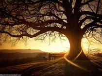 تو ديوانه مي كني