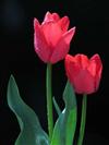 يك عاشقانه ي پاك