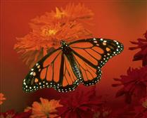 گفتند : بار عشق به منزل نمي‌رسد!