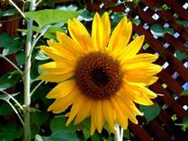 صاحب سروهاي افتاده