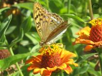 قطره قطره ماه