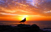 غروب  ِدلتنگي