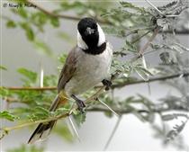 خدا مي داند !