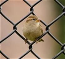 زندان بعثي ها