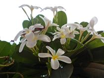 عشق و جاذبه