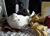 فقط دستشو تكون داد و رفت....