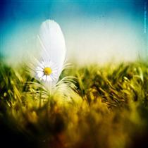 ديواني از قصيده ديواني از قصيده