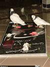 التجاء