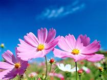 مرد باش ! مرد باش !