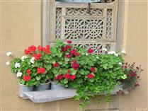 شاعرِ استاد