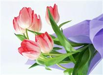 بانوي بهار نارنج بانوي بهار نارنج