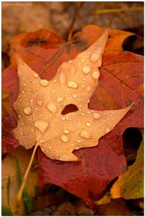 خواب متصل ... ! خواب متصل ... !