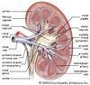 تميز کردن کليه