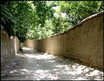 طبع سبز غصه هام ... طبع سبز غصه هام ...