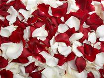 گل من ترا به خدا پر پر نشو ! گل من ترا به خدا پر پر نشو !