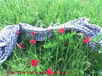 مردان و زنان باور ...