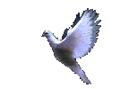 کبوتر1