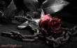بنام خدای زیبا