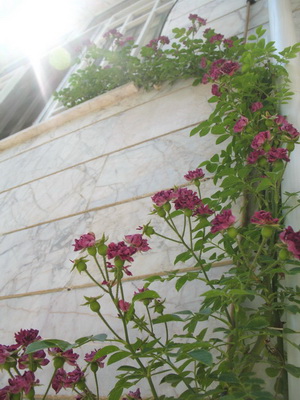 گل نسترن