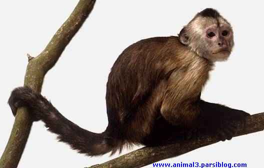 CapuchinMonkey