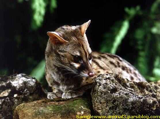 genet