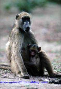 baboon