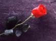 موج های آرام