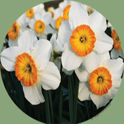 گل نرگس    Narcissus