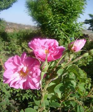 اختتامیه جشنواره گل وگلاب  روستای آذران (حتما بیایید)