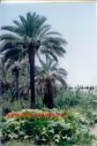 فرهنگ بلوچی