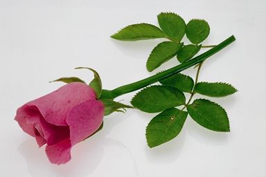 همسر یک روحانی - به روز رسانی :  10:39 ع 85/4/28
عنوان آخرین نوشته : ما و لبنان ؟