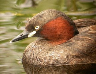 little grebe